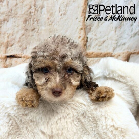 [#25234-02] Chocolate Merle / Tan F Labradoodle Mini 2nd Gen Puppies for Sale