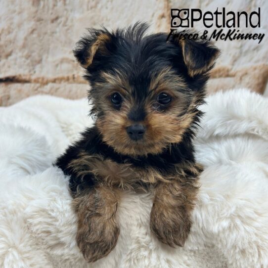[#25835-01] Black / Tan M Yorkshire Terrier Puppies for Sale
