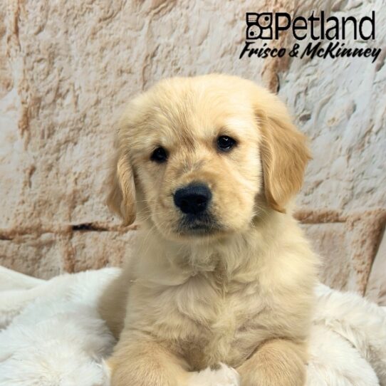 [#25886-03] Golden F Golden Retriever Puppies for Sale