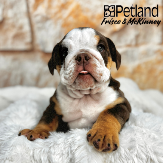 [#25940-02] Chocolate / Tan M Bulldog Puppies for Sale