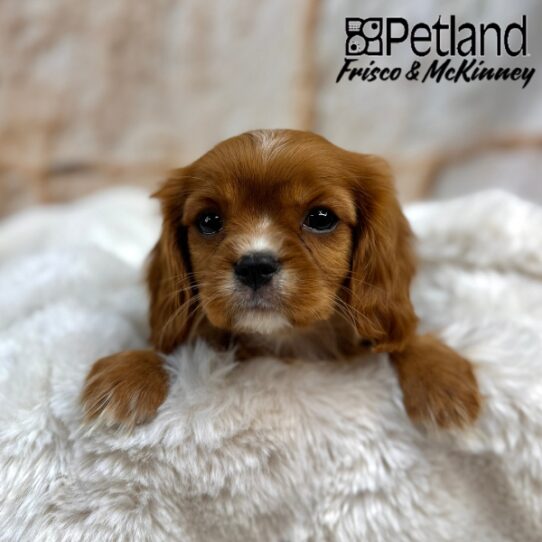 [#25232-04] Ruby M Cavalier King Charles Spaniel Puppies for Sale