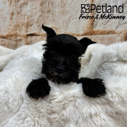 [#25249-04] Black F Miniature Schnauzer Puppies for Sale