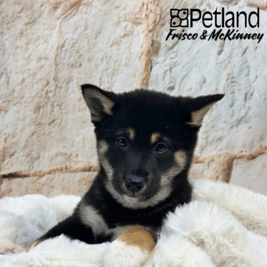 [#25821-07] Black White / Tan F Shiba Inu Puppies for Sale