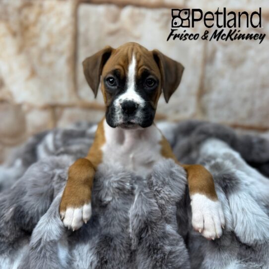 [#25852-02] Fawn F Boxer Puppies for Sale