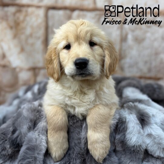 [#25233-06] Light Golden F Golden Retriever Puppies for Sale