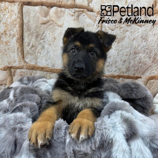 [#25226-04] Black / Tan M German Shepherd Dog Puppies for Sale