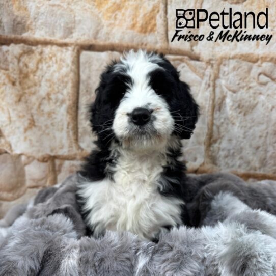 [#25228-01] Black M Bernedoodle Puppies for Sale