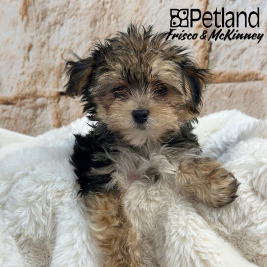 [#M01731] Black and Tan F Morkie Puppies for Sale