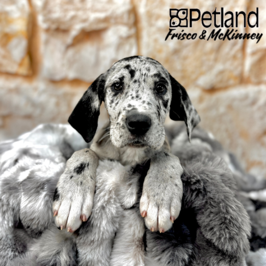 [#25922-06] Blue Merle F Great Dane Puppies for Sale