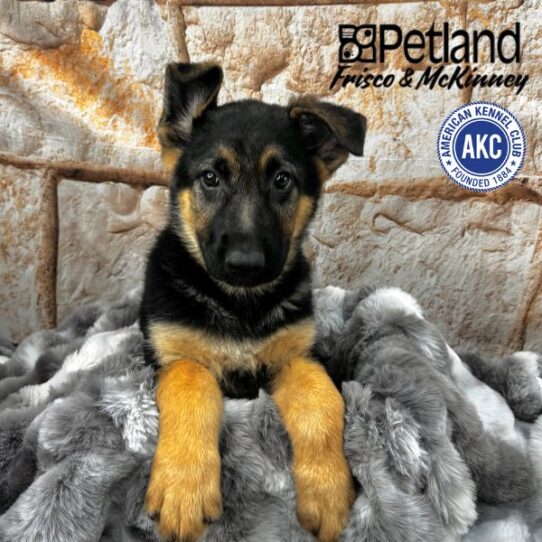[#M01576] Black and Tan M German Shepherd Puppies for Sale