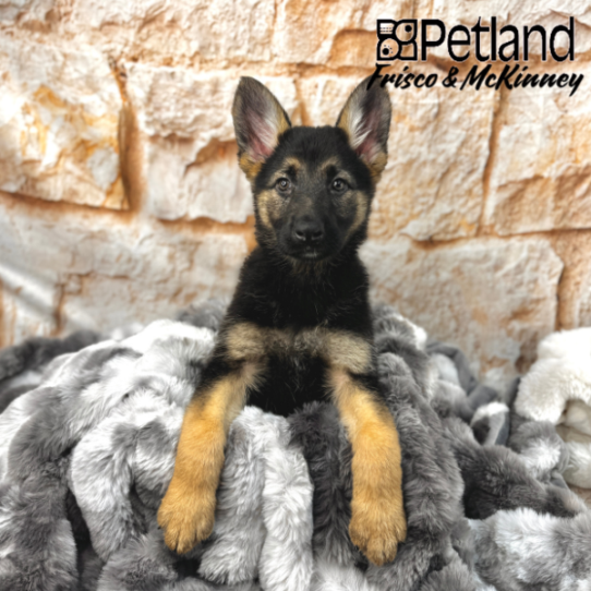 [#25924-01] Black / Tan F German Shepherd Dog Puppies for Sale