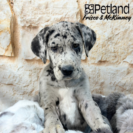 [#25922-02] Blue Merle M Great Dane Puppies for Sale