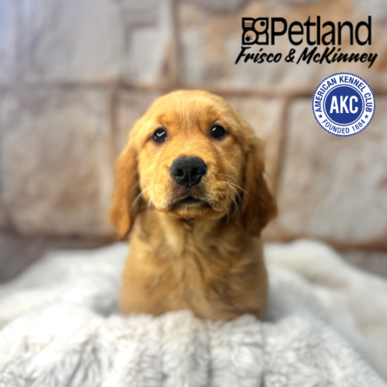 [#M01939] Golden F Golden Retriever Puppies for Sale