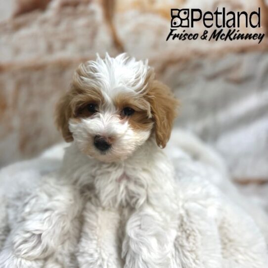 [#2544-01] Red / White M Maltipoo Puppies for Sale