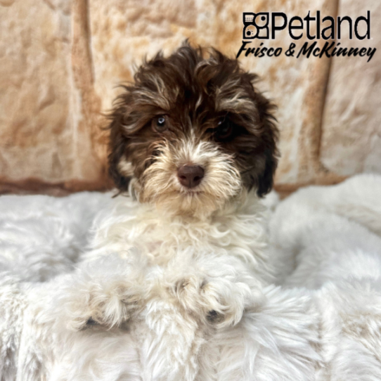 [#M01998] Chocolate F Havapoo Puppies for Sale