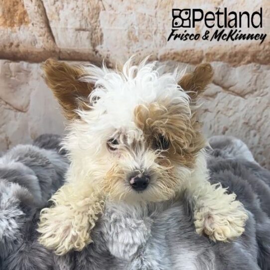 [#M03075] White and Apricot M Shih -Poo Puppies for Sale