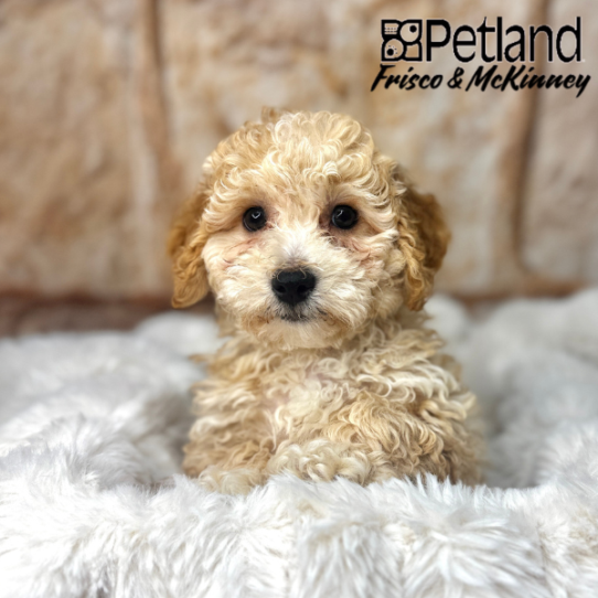 [#M02231] Apricot M Bichon Poo Puppies for Sale