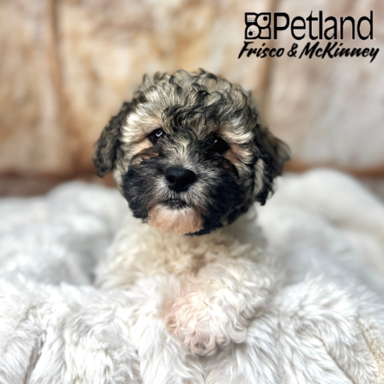 [#2535-04] Brown / White F Teddy Bear Puppies for Sale