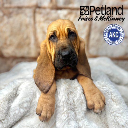 [#M02135] Red F Bloodhound Puppies for Sale