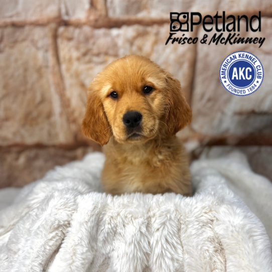 [#M01940] Golden M Golden Retriever Puppies for Sale