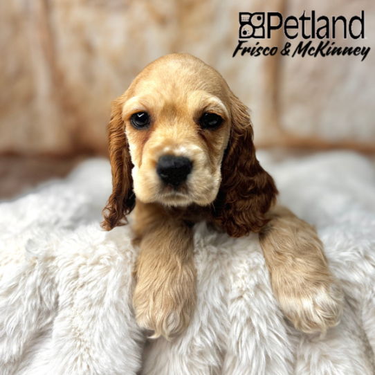 [#M02465] Red F Cocker Spaniel Puppies for Sale