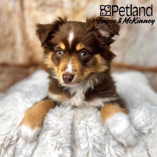 [#M02251] Red and White F Miniature Australian Shepherd Puppies for Sale