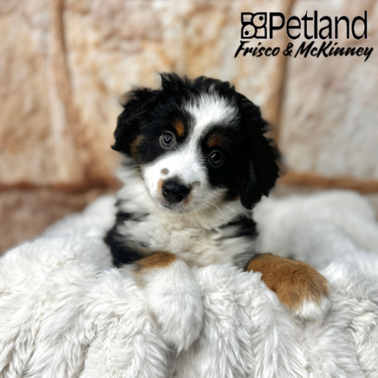 [#M02506] Black White and Brown M Miniature Australian Shepherd Puppies for Sale