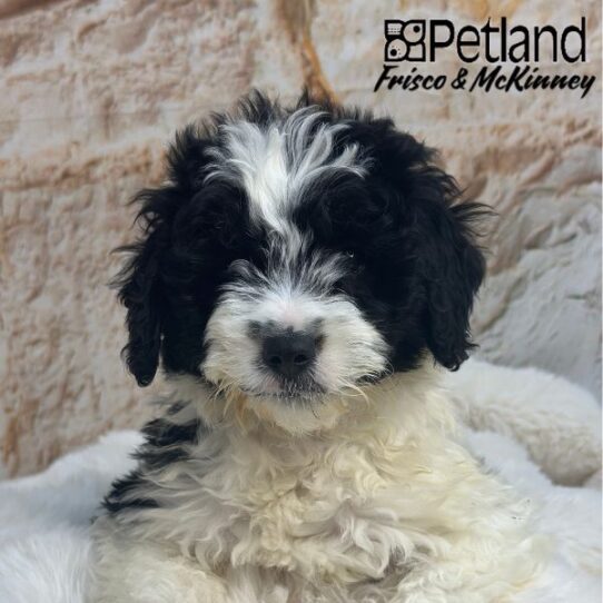 [#M01990] Black F Mini Aussie Poo Puppies for Sale
