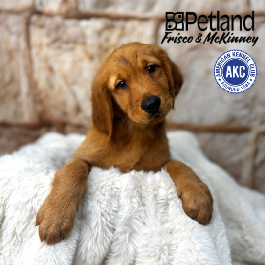 [#M02279] Dark Golden M Golden Retriever Puppies for Sale