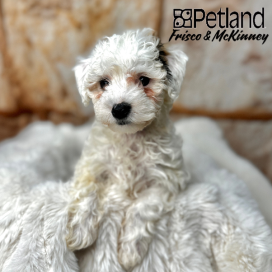 [#M02148] White and Apricot M Doxie-Poo Puppies for Sale
