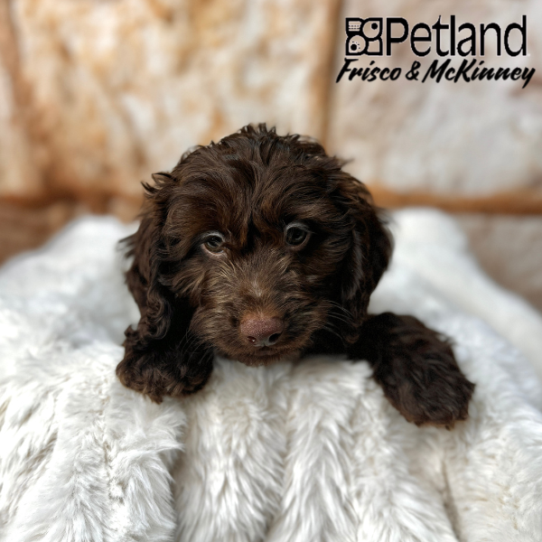[#M03512] Chocolate M Doxie-Poo Puppies for Sale