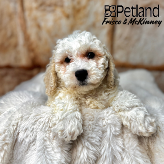 [#M02229] White and Buff M Bichon Poo Puppies for Sale
