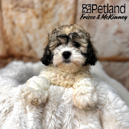 [#2536-02] Brown / White F Teddy Bear Puppies for Sale