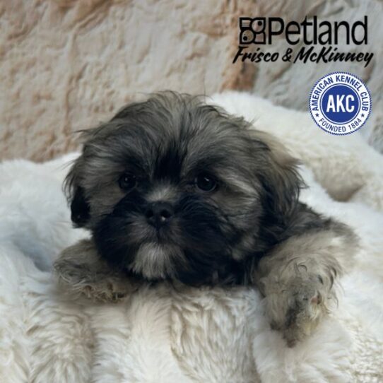[#M02114] Grizzle M Lhasa Apso Puppies for Sale