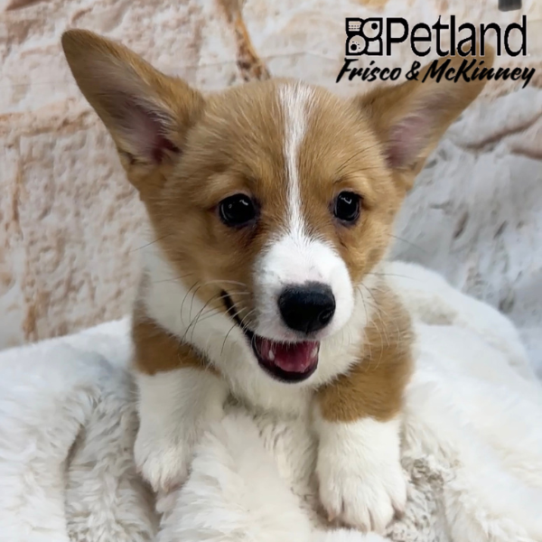 [#M01716] Red M Pembroke Welsh Corgi Puppies for Sale