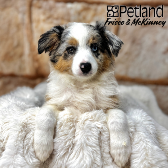 [#M02508] Blue Merle White and Tan F Miniature Australian Shepherd Puppies for Sale