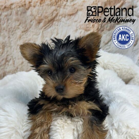 [#M01787] Black and Tan F Yorkshire Terrier Puppies for Sale
