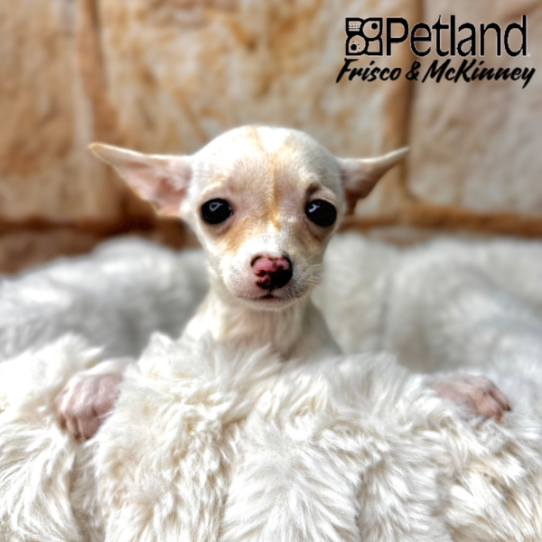 [#M02153] Cream and White F Chihuahua Puppies for Sale