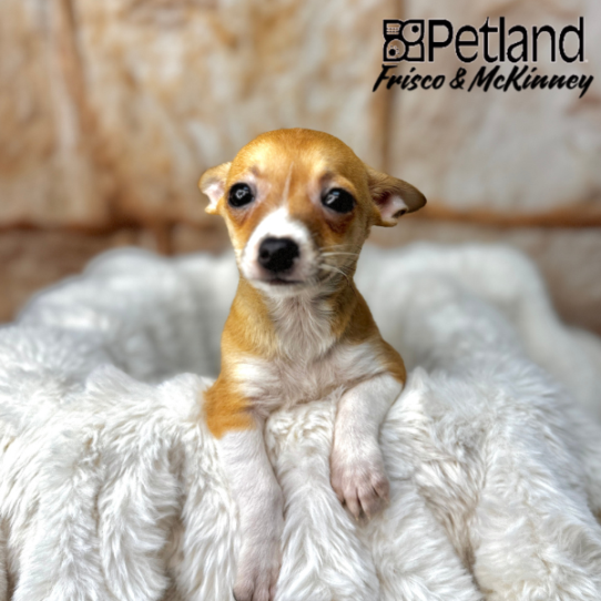 [#M02149] Red and White M Chihuahua Puppies for Sale