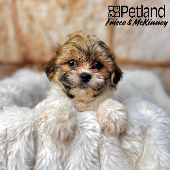[#2535-05] Brown / White F Teddy Bear Puppies for Sale
