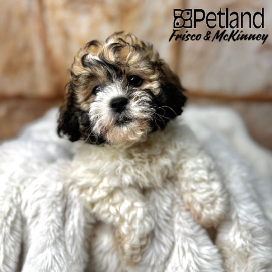 [#2536-03] Brown / White F Teddy Bear Puppies for Sale