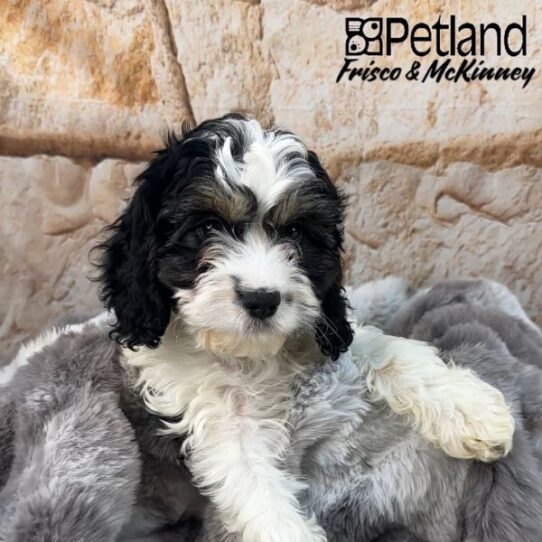 [#M01423] Black and Tan M Cavapoo Puppies for Sale