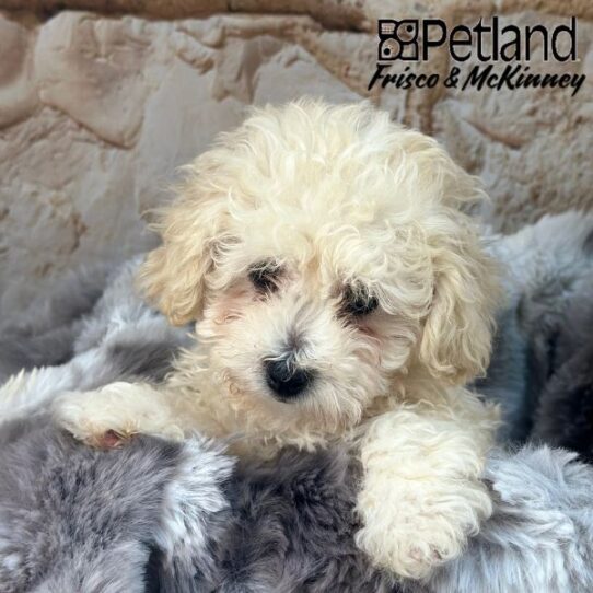 [#M01723] Cream F Bichon Poo Puppies for Sale