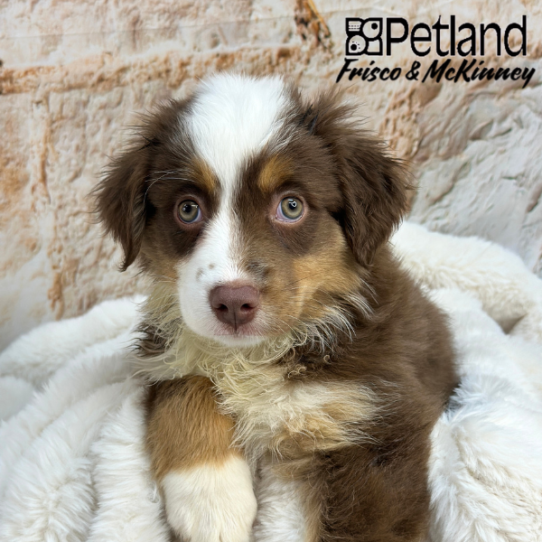 [#M02939] Red M Australian Shepherd Puppies for Sale