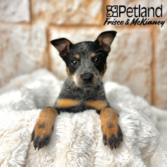 [#251043-03] Blue Mottled F Blue Heeler Puppies for Sale