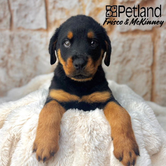 [#251038-02] Black / Rust M Rottweiler Puppies for Sale