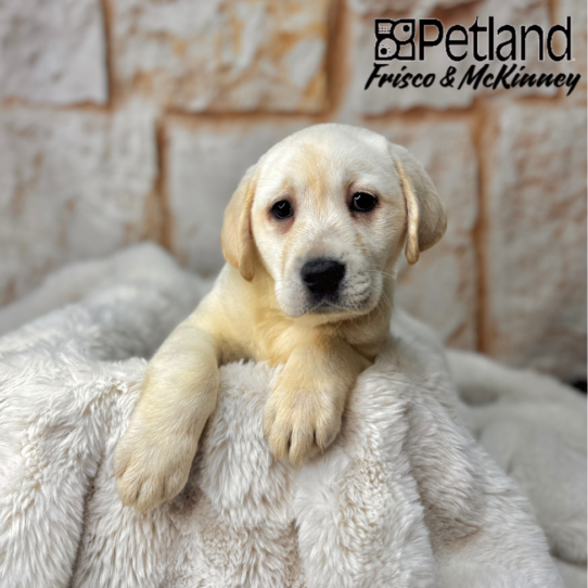 [#251074-03] Yellow F Labrador Retriever Puppies for Sale