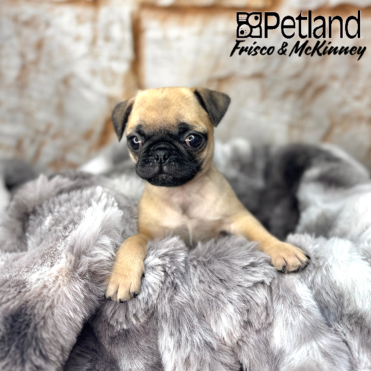 [#251041-02] Fawn M Pug Puppies for Sale