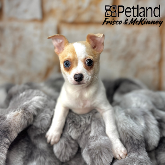 [#251072-01] Fawn M Chihuahua Puppies for Sale