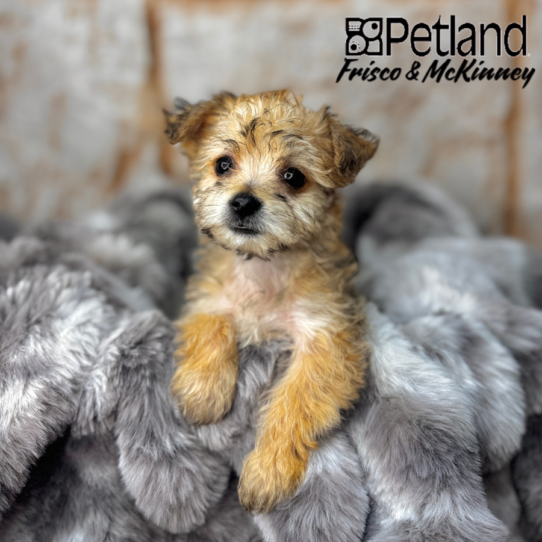 [#251067-04] Golden F Yochon Puppies for Sale